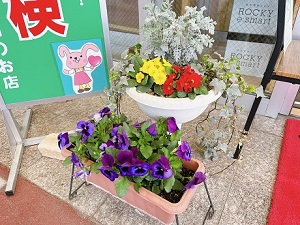お花見しませんか(*'ω'*)？ | 栃木ダイハツ販売株式会社
